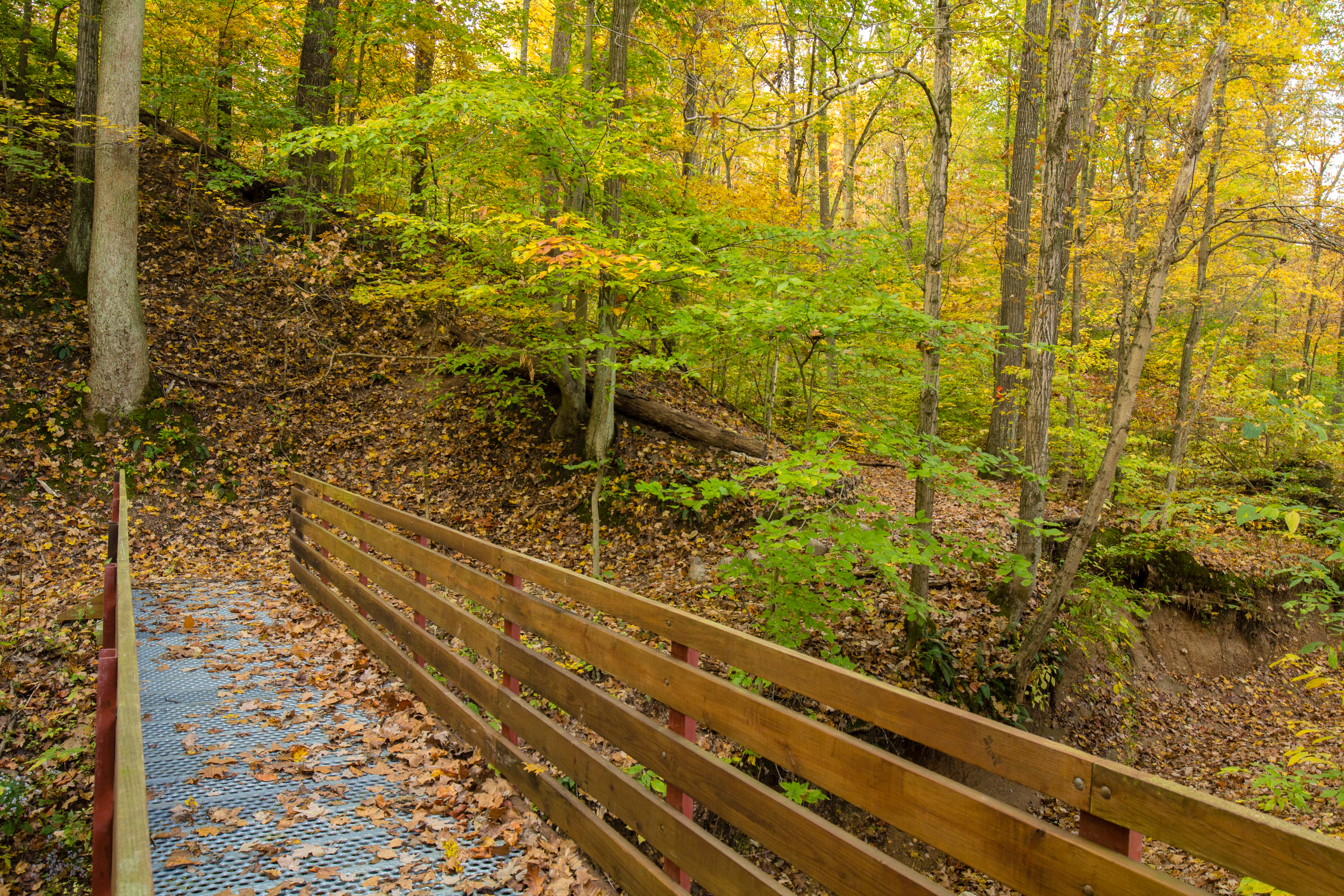 Bridge in the woods