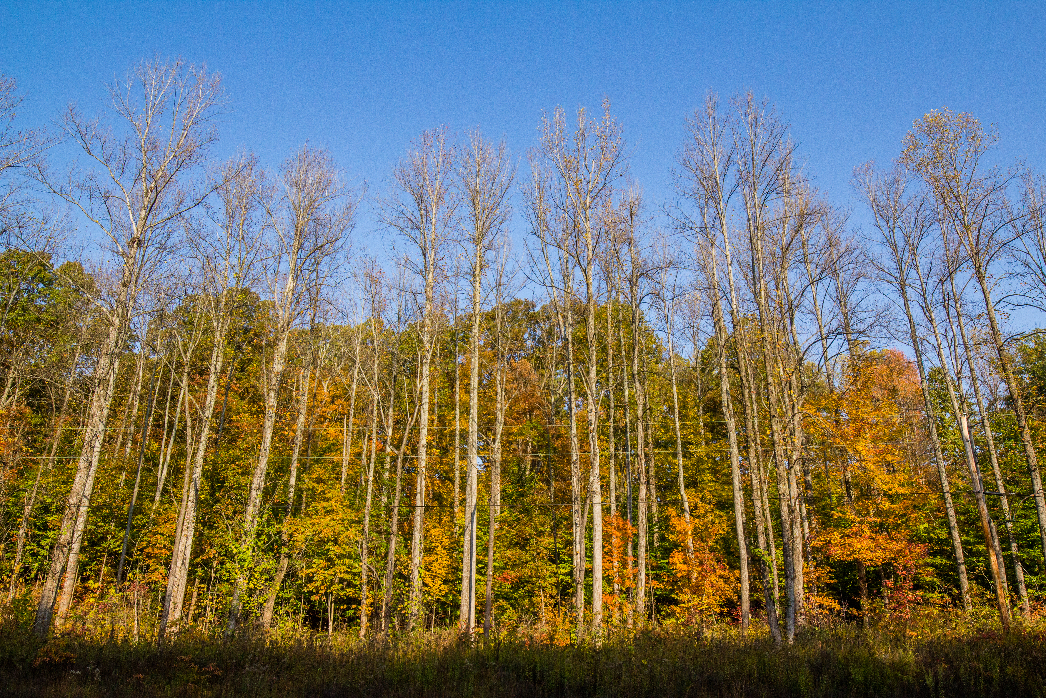 woods treeline
