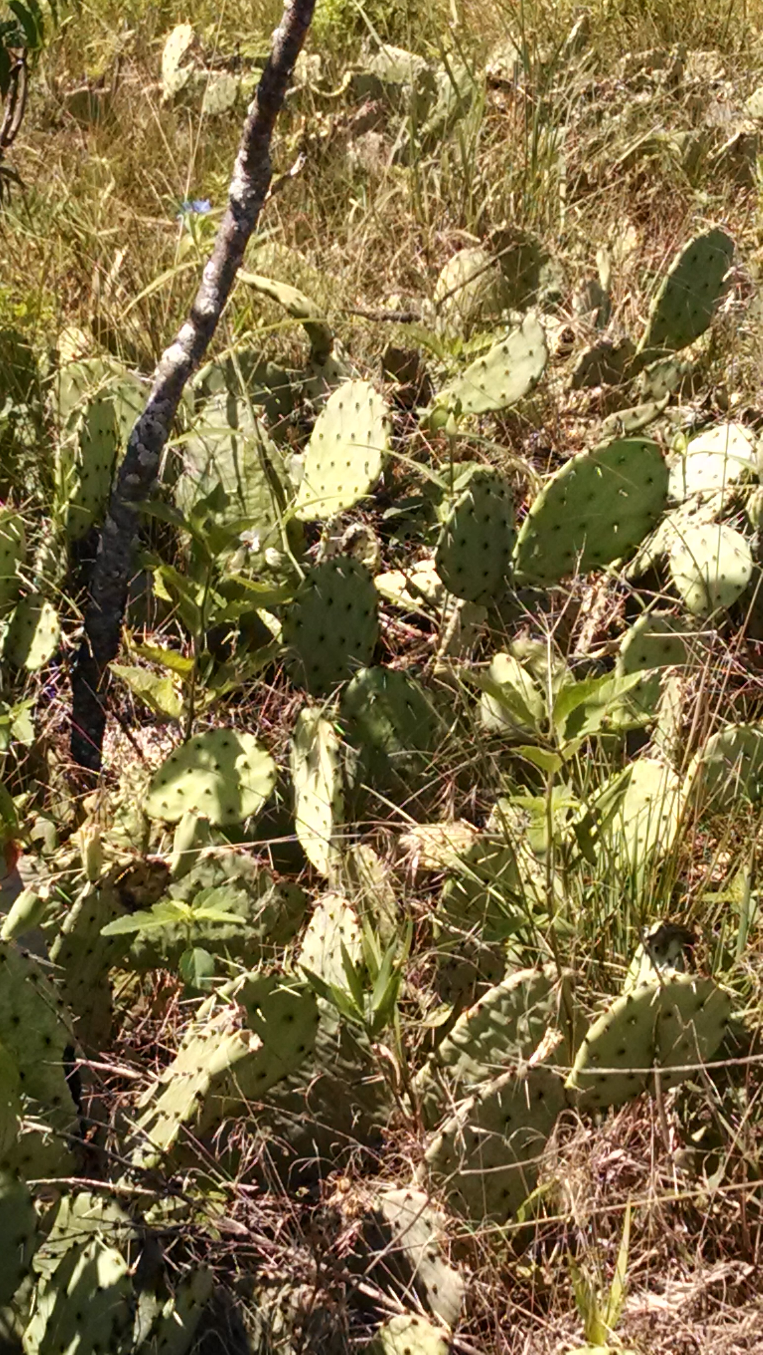 Prickly pear plant