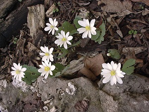 Wildflowers