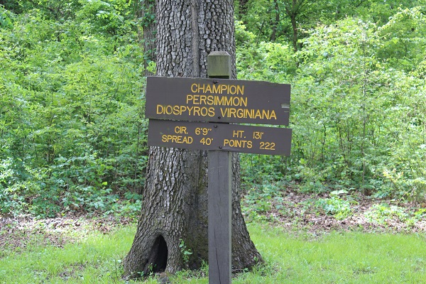 campion persimon tree