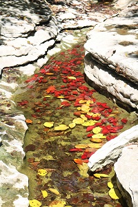 red and yellow leaves floating in water between rock ledges