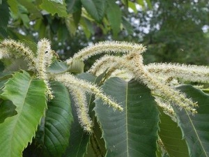 Ozark Chiquapin flowers