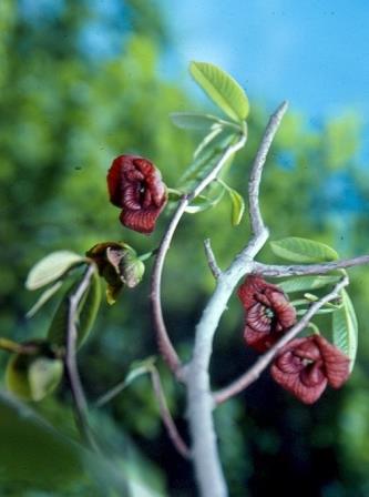 paw paw plant with red flowers