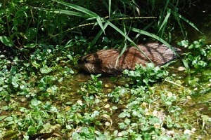 muskrat 