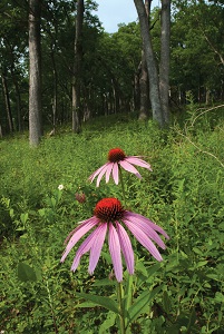 purple conelowers