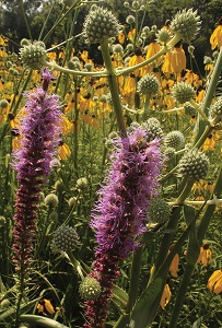 colorful wildflowers