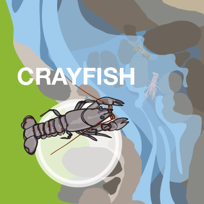 an illustration of a crayfish