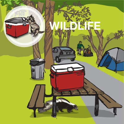 an illustration of a raccoon and a skunk at a campsite