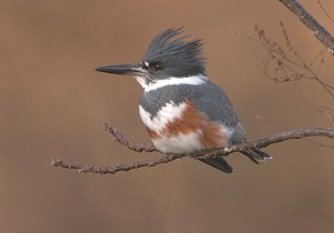 belted kingisher bird