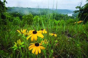 yellow coneflowers