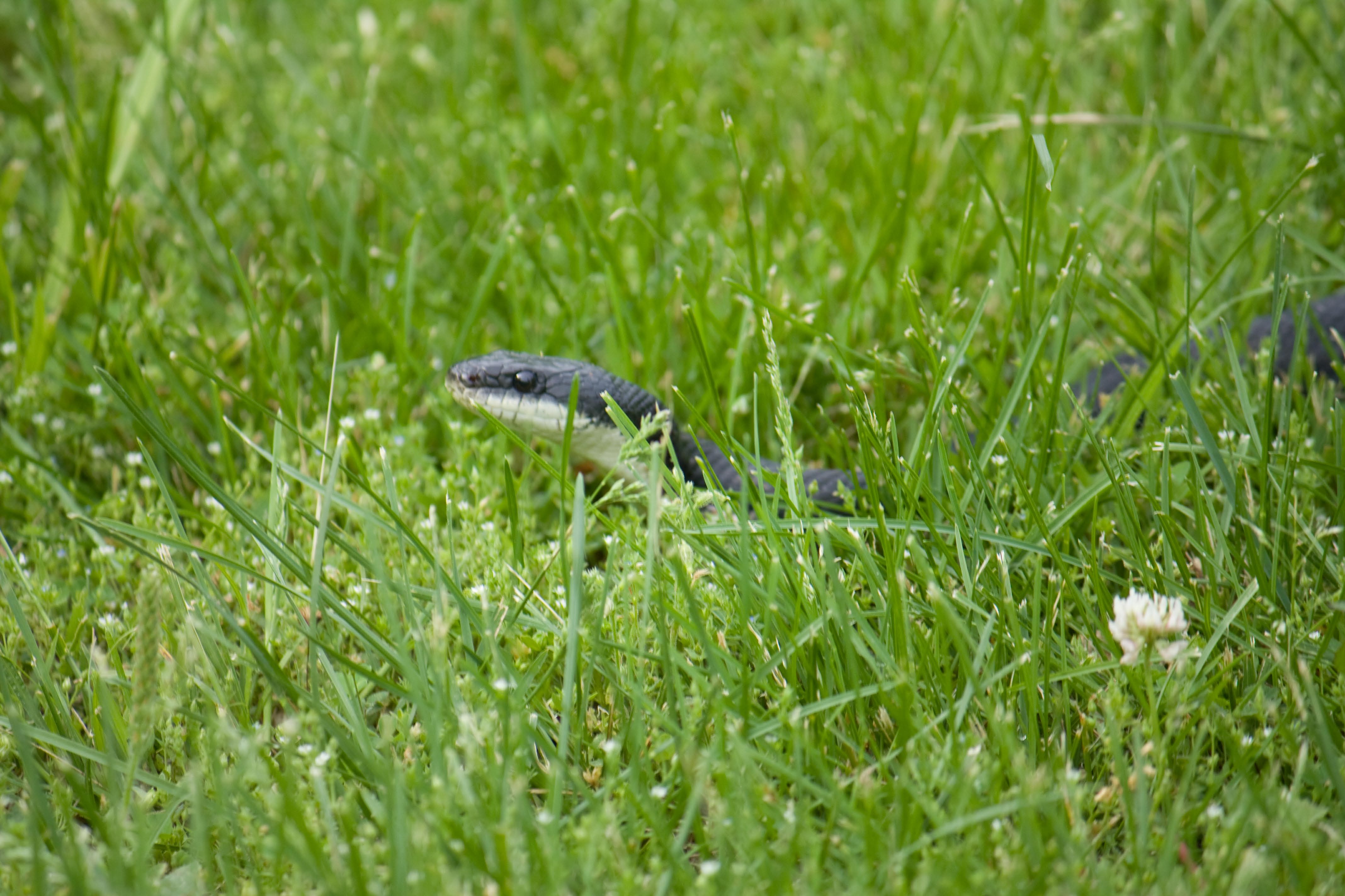a black snake peeping out of the grass
