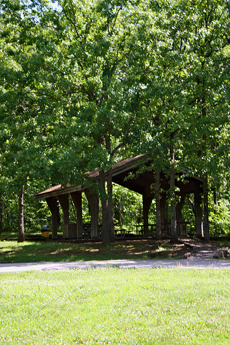 a picnic shelter under tall trees