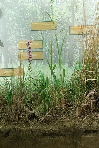 wildflower exhibit inside visitor center