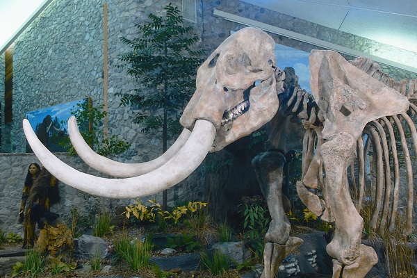 replica mastodon skeleton