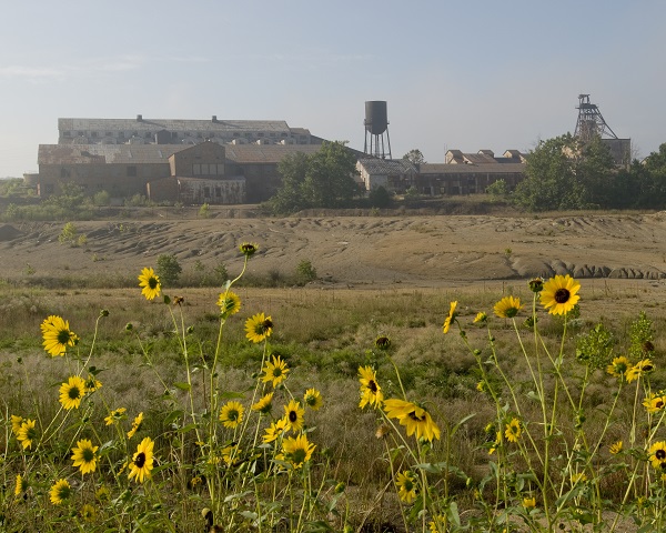 yellow wildflowers in the foreground with the mining complex in the background