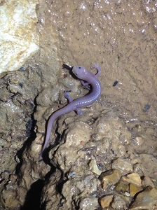 Grotto Salamander