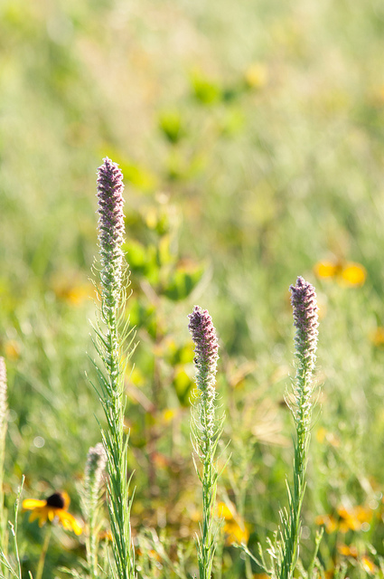 purple wildflowers surrounded by prairie grasses and yelow coneflowers