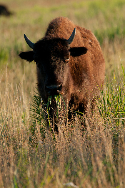 a bison standing in the prairie grasses