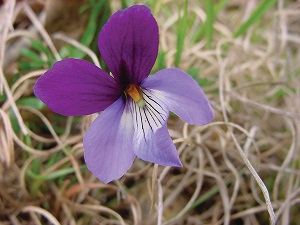 purple wildflower