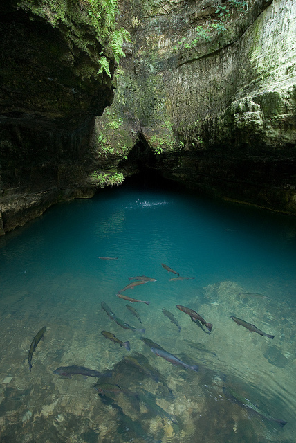 spring with trout swimming around in it