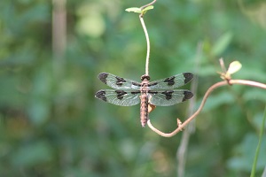 a dragon fly on a plant stem