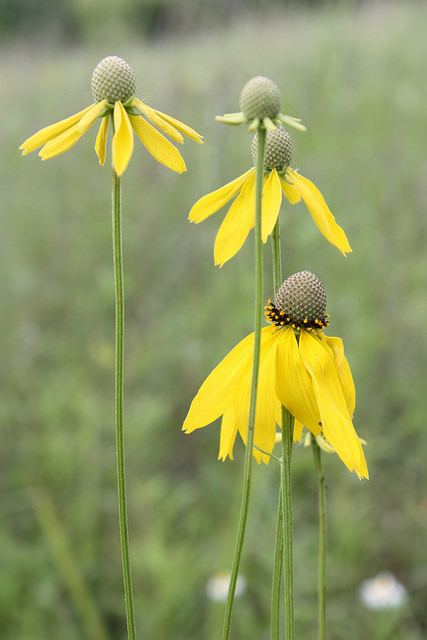 yellow coneflowers