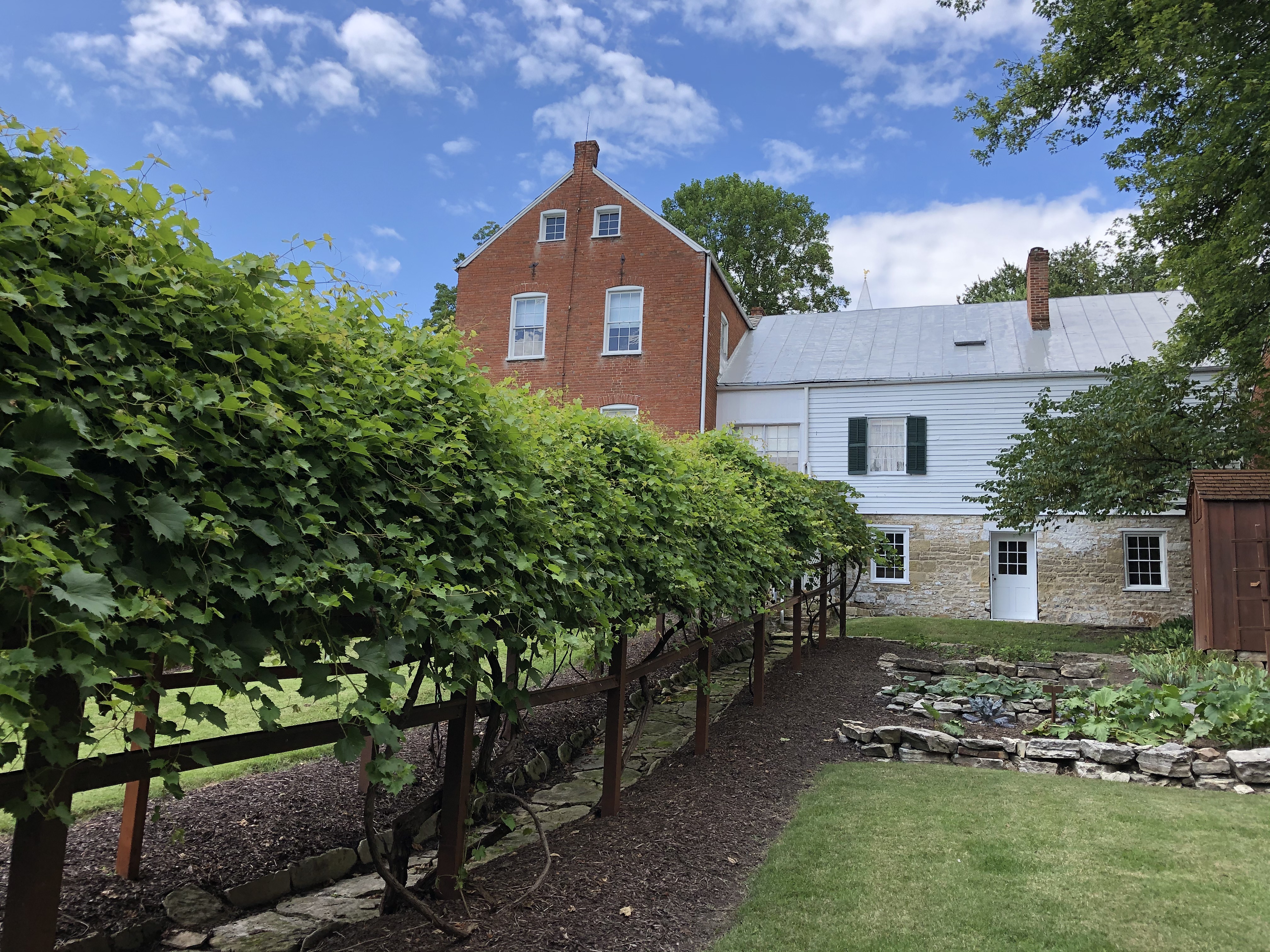 Grapevines and garden in backyard of Strehly House