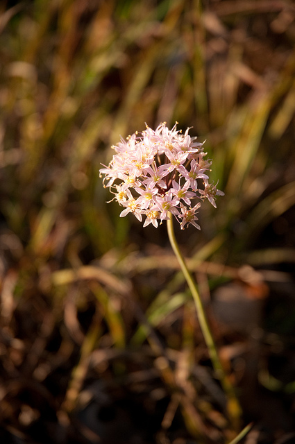 pink wildflower