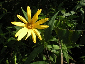 yellow wildflower