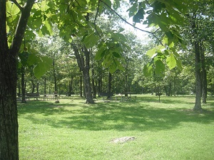 picnic tables scattered under large trees