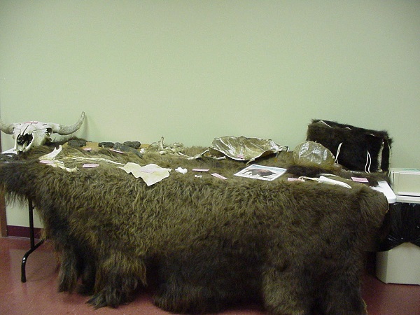 a bison hide draped over a table