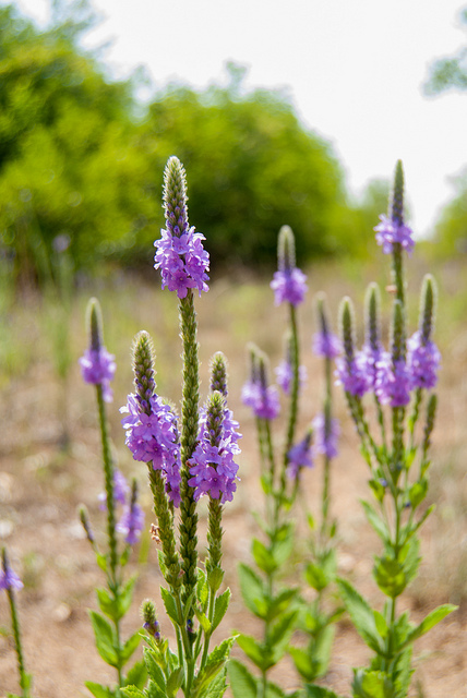 purple wildflowers