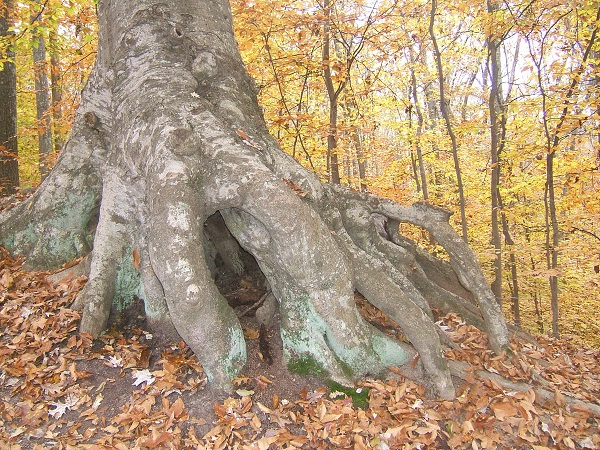 huge tree roots petruding from the ground 