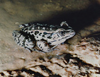 frog inside Onondaga Cave