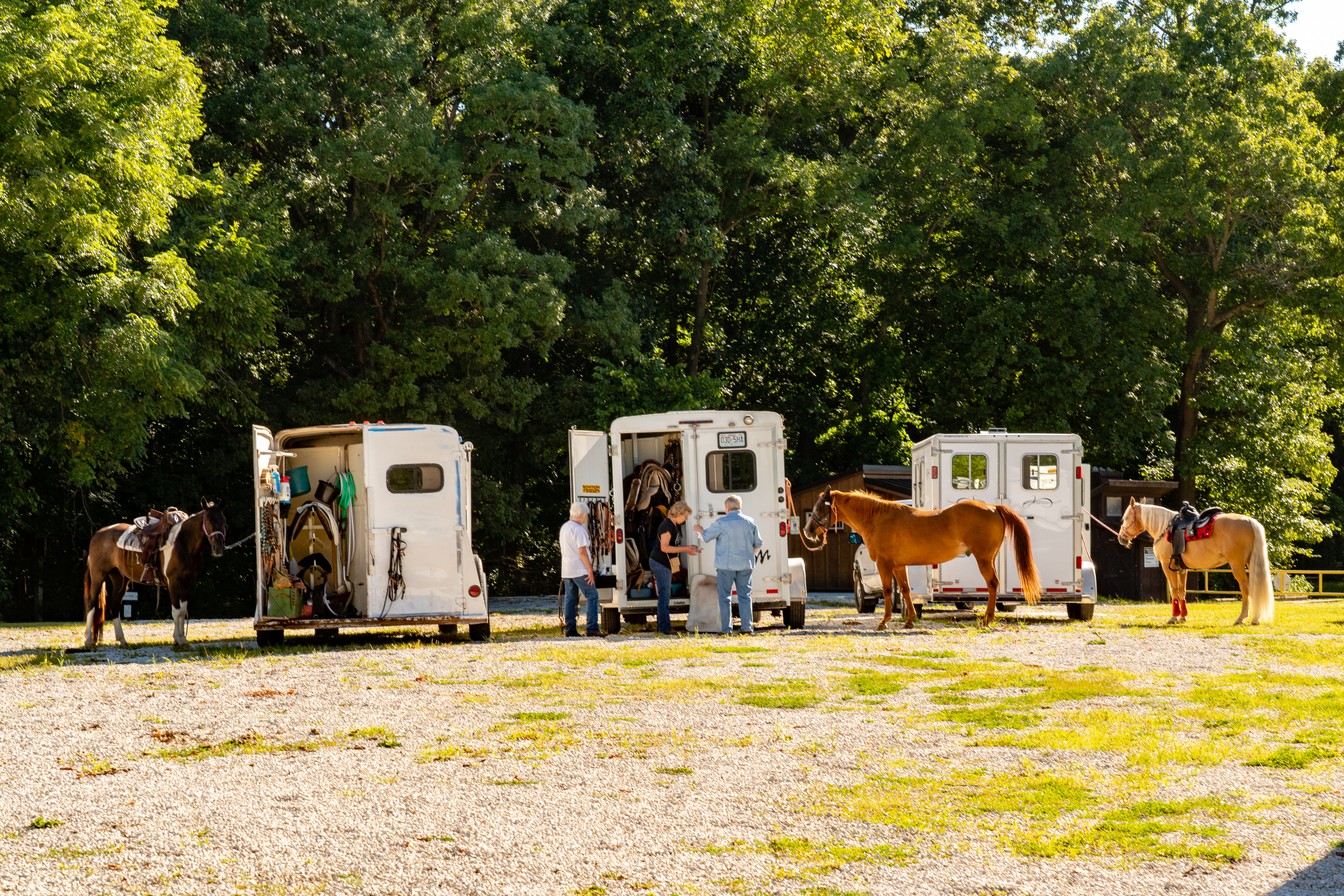 3 horses outside 3 horse trailers
