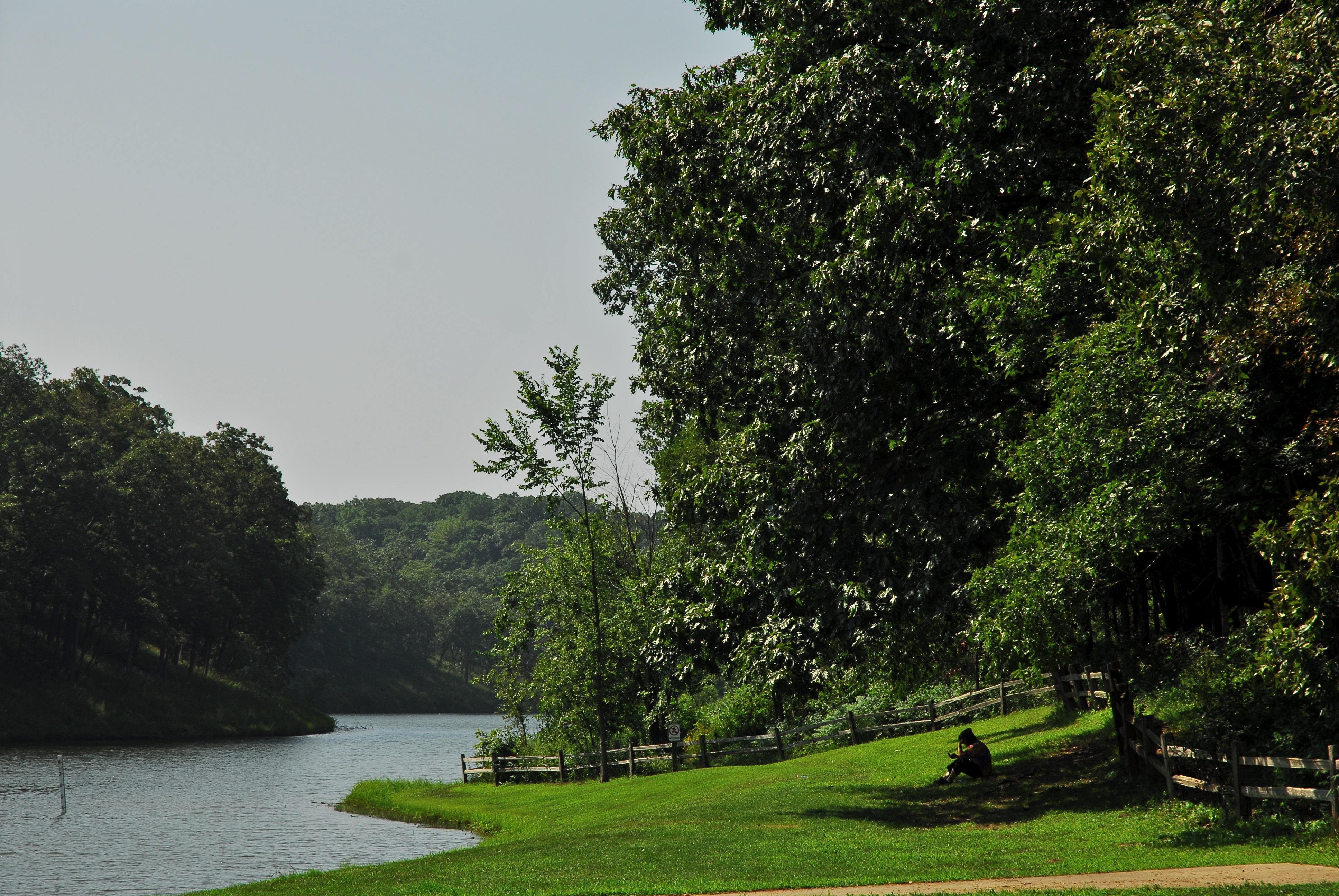 a person sitting under a tree next to a river