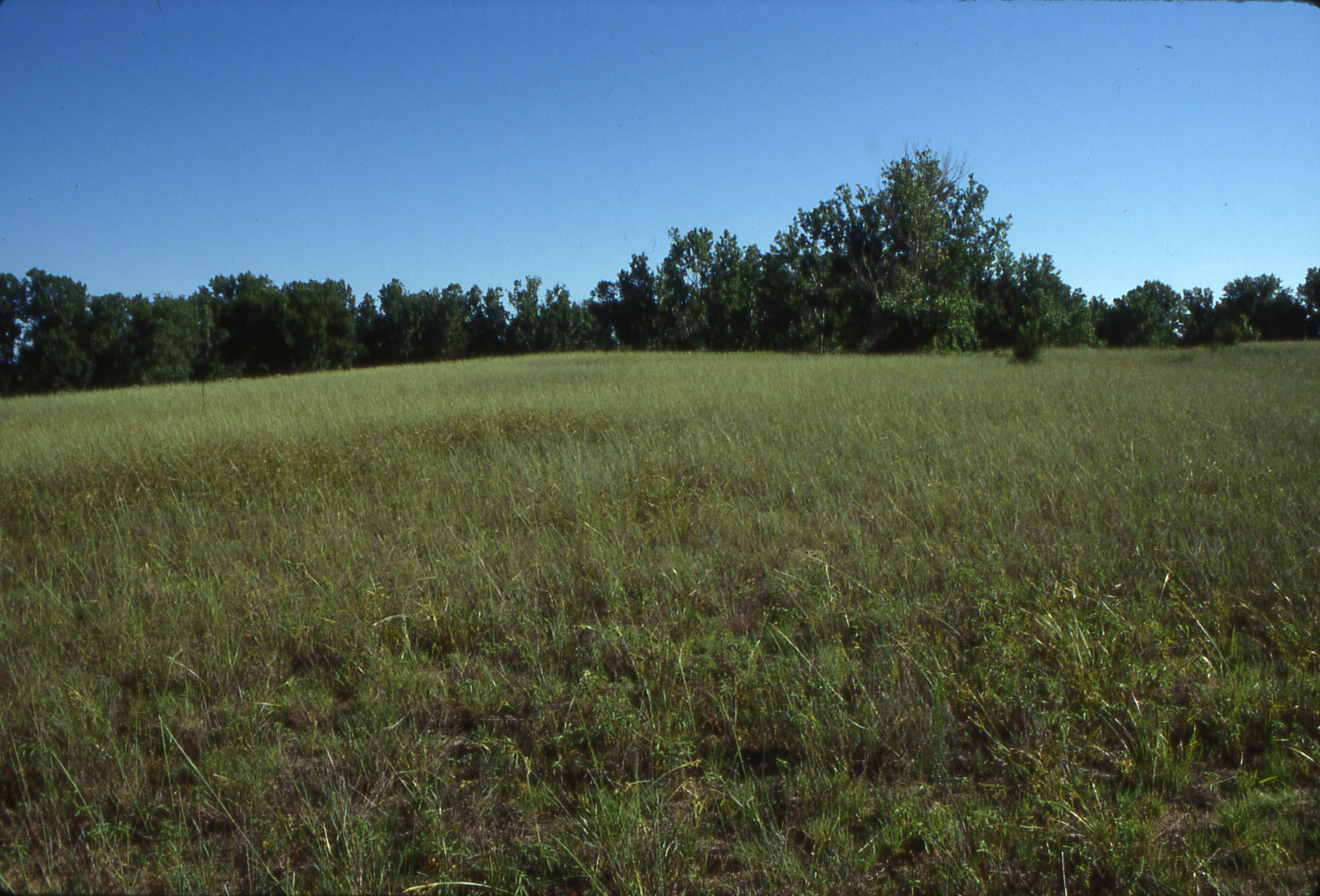 A grassy field