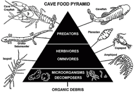 the cave food pyramid