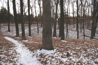 Snowy woods
