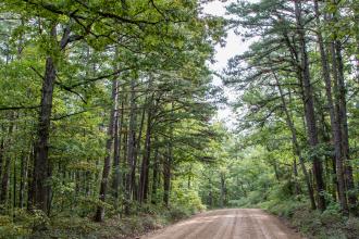 Wooded trail