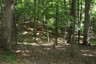 Trees