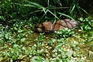 muskrat