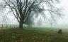 Foggy trees