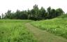 A grassy trail