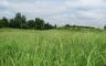 A grassy trail