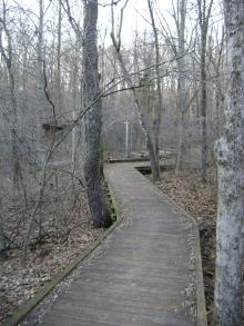 Wooden path through the woods