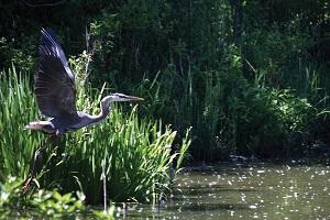 great blue heron taking flight next to the lake