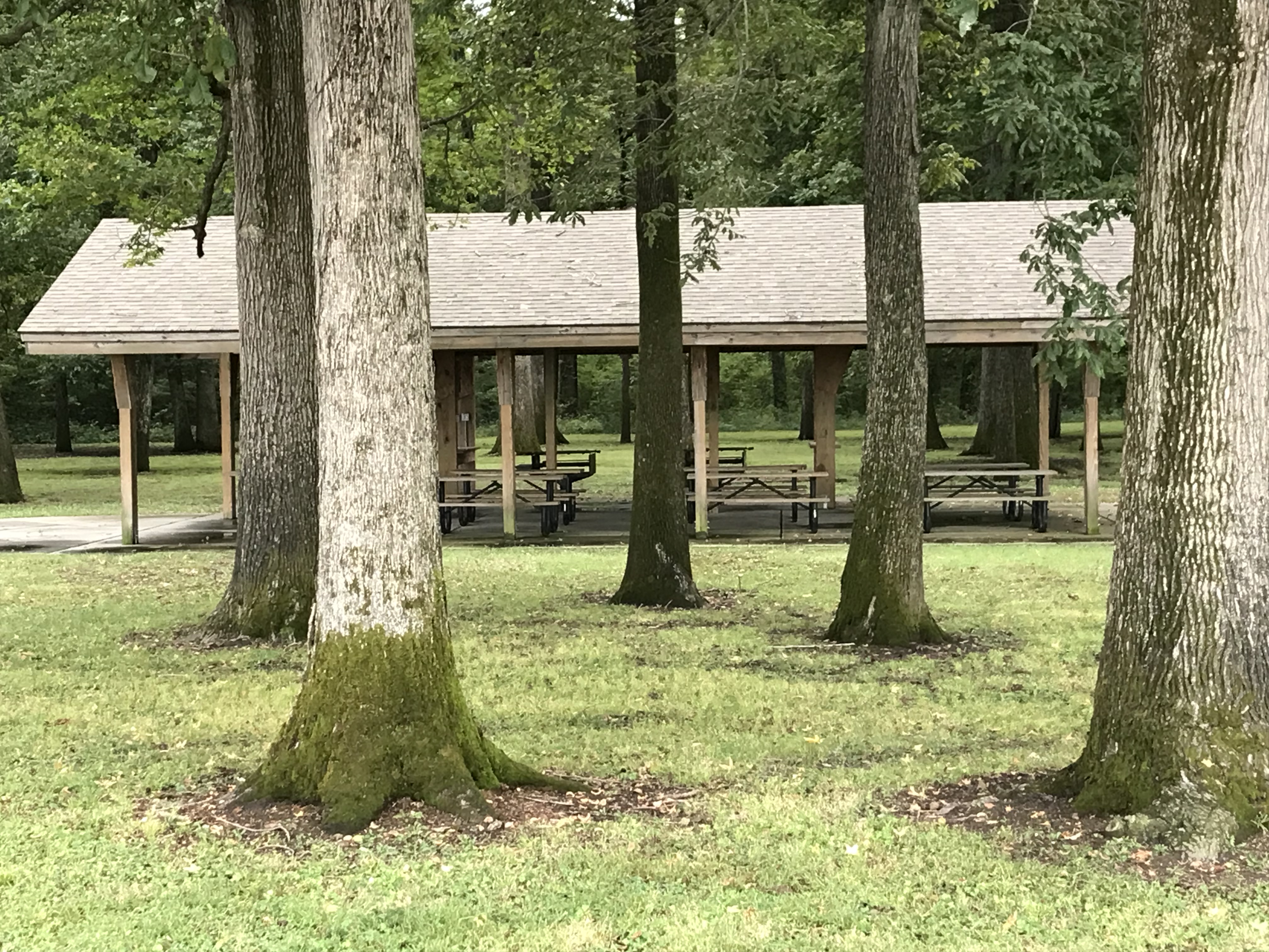 Side view of picnic shelter through a series of tall, mossy trees standing in a field