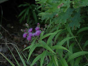 a purple wildflower